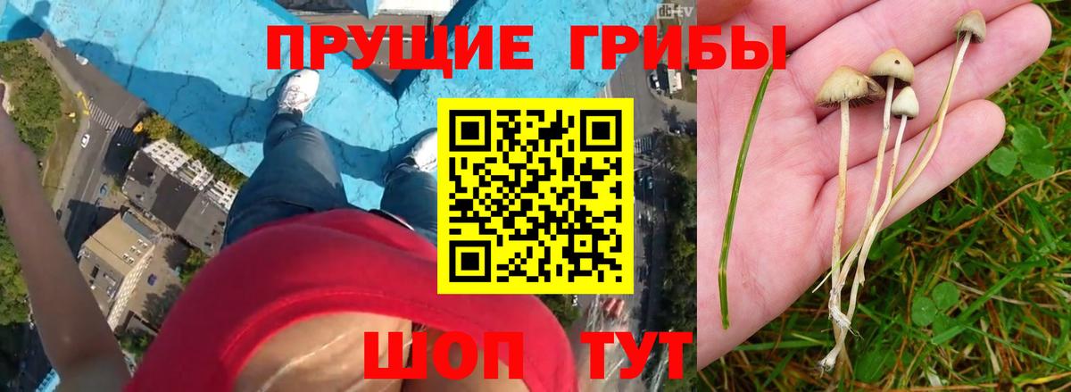 Псилоцибиновые грибы прущие грибы  Вход с VPN  Галлюциногенные грибы GOLDEN TEACHER  Северобайкальск 